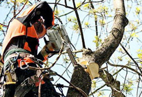 Stihl boomverzorging